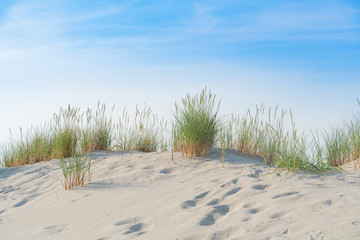 Fototapeta na wymiar Dune with beach grass.