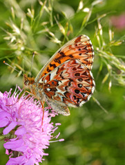 farfalla coloratissima (Boloria titania) su un capolino di knautia