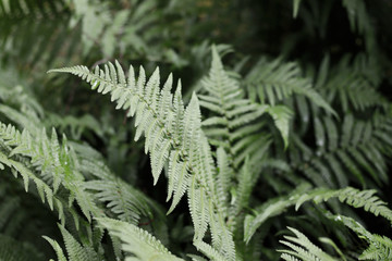 green fern background
