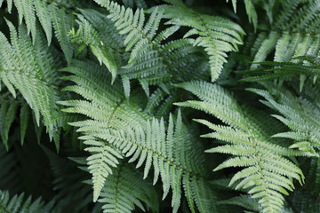 green fern background