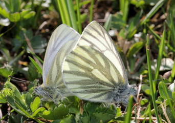 bianche farfalle di montagna (Pieris bryoniae) in accoppiamento