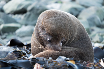 A seal resting on beach. Enjoy a close encounter with New Zealand fur seals in their natural habitat on the wild west coast of the South Island.