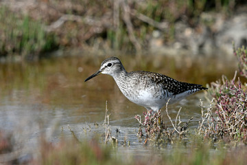 Bruchwasserläufer (Tringa glareola) - Wood sandpiper