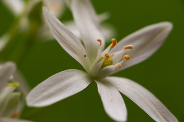 White Star of Bethlehem
