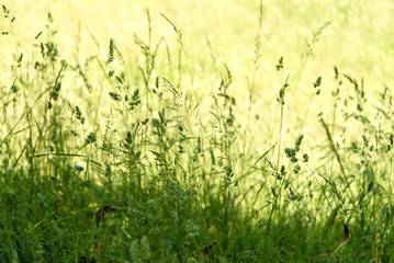 green grass and meadow plants growing on a blurred meadow in the background