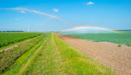 Rainbow in a field with vegetables irrigated by a traveling sprinkler in sunlight in summer