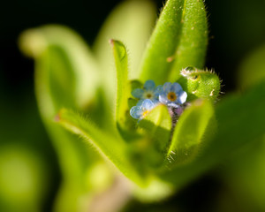 Forget me not macro 1
