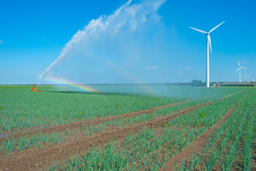Rainbow in a field with vegetables irrigated by a traveling sprinkler in sunlight in summer