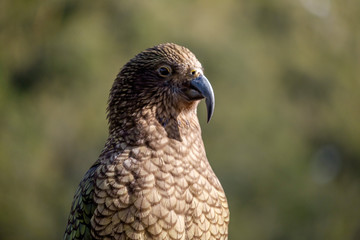 Kea's (Alpine Parrots) sitting together, Arthurs Pass National Park, New Zealand