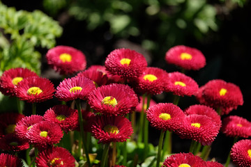 Red Perennial Daisy Flower Head with Yellow Center