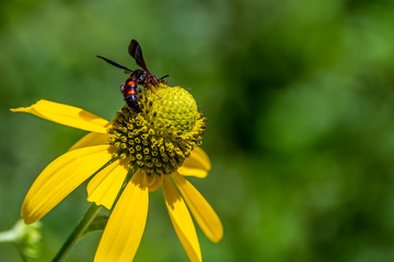 Cutleaf Coneflower - Golden Glow yellow native flower in Florida with a bee harvesting pollen