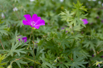 Pink single Bloody Cranesbill flower (Geranium sanguineum), also known as bloody geranium, with...