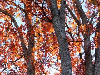 Fototapeta premium orange leaves tree