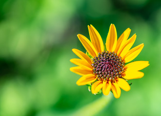 Bright yellow beach sunflower - native ground cover found along the beaches in Florida
