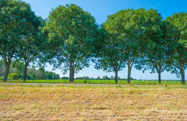 Green trees along a road below a blue sky in sunlight in summer