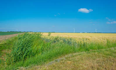Fototapeta na wymiar Field with a cereal grain below a blue sky in sunlight in summer