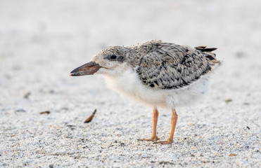 baby skimmer searching for its parents