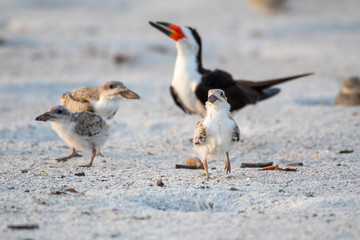 young skimmer chicks playing on the beach