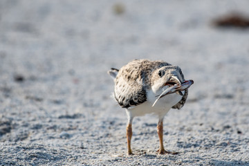 Baby skimmer with a fish