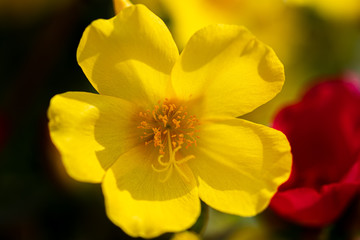 Close up of a yellow primrose