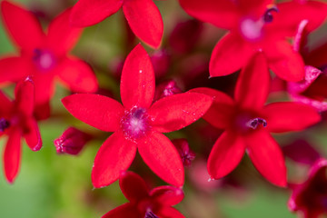 Red Pentas are a beautiful flower to grow in the garden in Florida