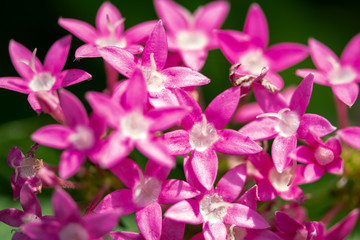 Obraz premium Pink Pentas growing in the garden - Florida
