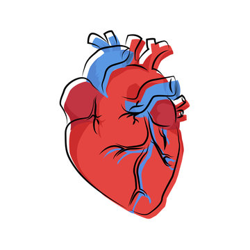 human heart organ illustration with offset contour