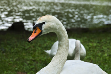 Obraz premium swan on the lake