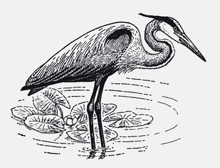 Great blue heron ardea herodias standing in pond with water lilies. Illustration after antique engraving from early 20th century