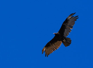 Obraz premium Turkey Vulture in Flight with a Blue Sky Background