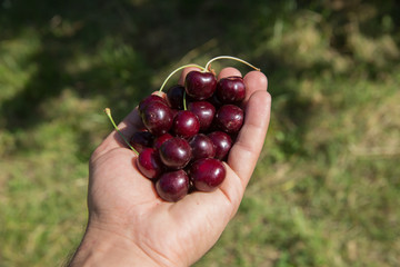 Hands holding freshly picked cherries. Ripe sweet cherry in the hands of a men on a background of green young grass