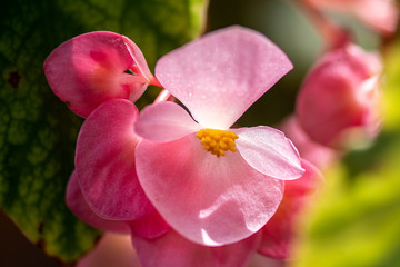 Pink flower in a garden
