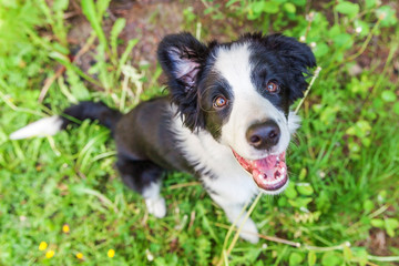 Funny outdoor portrait of cute smilling puppy border collie sitting on park or garden background. New lovely member of family little dog gazing and waiting for reward. Pet care and animals concept