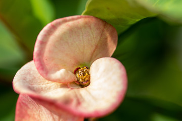 Peach crown of thorns (Euphorbia milii) in a garden in Florida