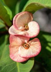 Peach crown of thorns (Euphorbia milii) in a garden in Florida