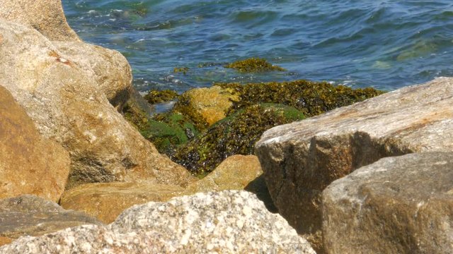 Close up of waves breaking against seaweed covered rocks on the coast