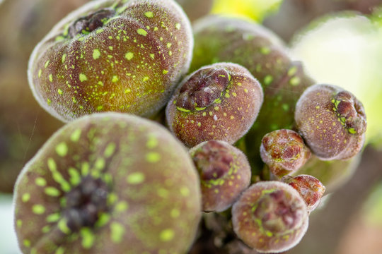 knobby growths on a tree