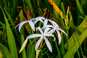 Swamp lilies in bloom - Florida