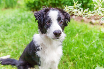 Funny outdoor portrait of cute smilling puppy border collie sitting on park or garden background. New lovely member of family little dog gazing and waiting for reward. Pet care and animals concept