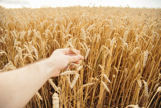 Image of spikelets in hands. Wheat field, beautiful nature. the harvest