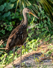 Limpkin stands on the bank of the swamp
