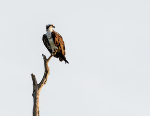 Osprey perched staring intently off in the distance