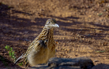 Grouse