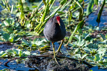 Marsh hen in the swamp in Florida