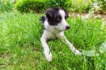 Funny outdoor portrait of cute smilling puppy border collie lying down on grass background. New lovely member of family little dog gazing and waiting for reward. Pet care and animals concept