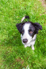 Fototapeta premium Funny outdoor portrait of cute smilling puppy border collie sitting on grass background. New lovely member of family little dog gazing and waiting for reward. Pet care and animals concept