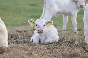 Cute small white Charolais calf with pierced ears lying down on a dry grass in a pasture
