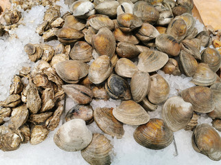 close up on frozen sea snail 