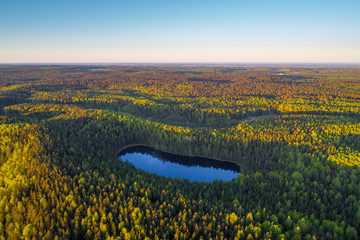 Forest lake in the morning