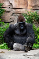 Western Gorilla (Gorilla Gorilla)